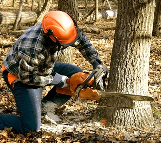 Tree Removal in Alligator, MS
